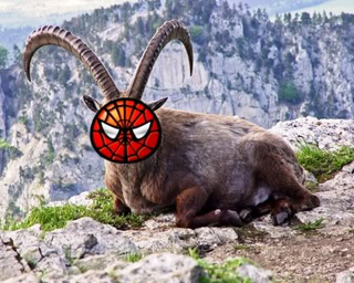 Illustration for article titled THE FUTURE IS NOW: Transgenic Spider Goats Are Officially a Thing